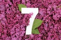 Number seven shape on the purple Common Lilac Syringa vulgaris flowers background.