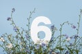 Number six among blue flowers on blue background. Birthday, anniversary, jubilee concept Royalty Free Stock Photo