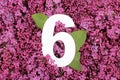Number six shape on the purple Common Lilac Syringa vulgaris flowers background.