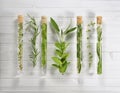 A number of test tubes with medicinal herbs. Royalty Free Stock Photo
