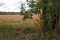 A trees autumn, yellow field, colored leaves.