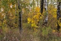 A trees autumn, yellow field, colored leaves.