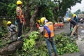 A number of workers were cutting trees