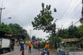 A number of workers were cutting trees