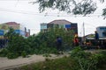 A number of workers were cutting trees