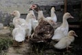 A number of young muscovy ducks resting in rearing pens. Royalty Free Stock Photo