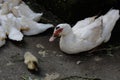 A number of young muscovy ducks resting in rearing pens. Royalty Free Stock Photo