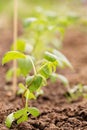 A number of the young plants planted to the earth