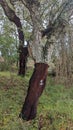 Numbered line of cork oak trees harvested in Portugal Quercus Suber Royalty Free Stock Photo