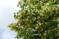 Numberless flowers of linden in June Royalty Free Stock Photo