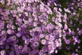 Numberless pink flowers of Michaelmas daisies in October Royalty Free Stock Photo