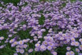 Numberless violet flowers of Erigeron speciosus Royalty Free Stock Photo