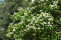 Numberless white flowers of Catalpa bignonioides in June Royalty Free Stock Photo