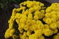 Numberless yellow flowers of Chrysanthemums Royalty Free Stock Photo