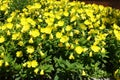 Numberless yellow flowers of sundrops in June Royalty Free Stock Photo