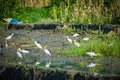 Numbers of egrets in the field Royalty Free Stock Photo