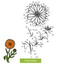 Numbers game for children, flower Calendula