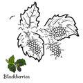 Numbers game: fruits and vegetables (blackberries)