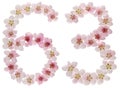Numeral 63, sixty three, from natural pink flowers of peach tree, isolated on white background