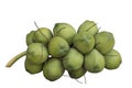 Numerative of coconuts isolated on white background included clipping path. Royalty Free Stock Photo