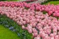 Numerous accessible fields in bloom in dutch spring Keukenhof Gardens