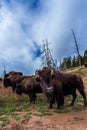 Numerous American Bison / Buffalo in Yellowstone Royalty Free Stock Photo