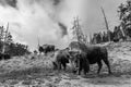 Numerous American Bison / Buffalo in Yellowstone National Park w Royalty Free Stock Photo