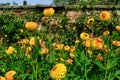 Numerous Beautiful Yellow and Red Garden Dahlias. Royalty Free Stock Photo