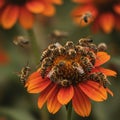 Numerous Bees Pollinating Vibrant Orange Flower Royalty Free Stock Photo
