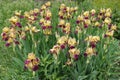 Numerous beige and purple flowers of Iris germanica in May
