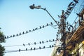 Numerous birds on electrical wire