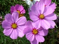 Numerous blooming bright color pink Mexican Aster flowers