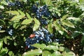 Numerous blue berries in the leafage of Mahonia aquifolium