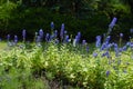 Numerous blue flowers of larkspur in June