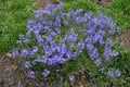 Numerous blue flowers of prostrate speedwell