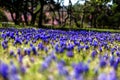 Numerous blue spring flowers on the green lawn. Spring background