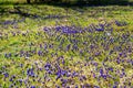 Numerous blue spring flowers on the green lawn. Spring background