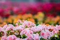 Numerous bright flowers of tuberous begonias Royalty Free Stock Photo