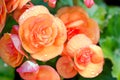 Numerous bright flowers of tuberous begonias