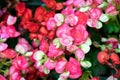 Numerous bright flowers of tuberous begonias Begonia tuberhybrida in garden