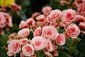 Numerous bright flowers of tuberous begonias