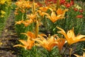 Numerous bright orange flowers of lilies