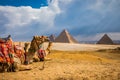 Numerous camels waiting for tourist riders in Giza