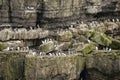 Numerous Common guillemots Uria Aalge nesting on sides of cliffs Royalty Free Stock Photo