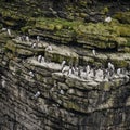 Numerous Common guillemots Uria Aalge nesting on sides of cliffs Royalty Free Stock Photo