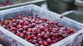 Numerous cranberry containers in bins
