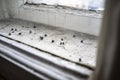 Numerous dead dried flies between two window frames on a dirty window sill with exfoliating paint, at the end of winter, in a town