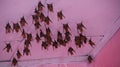 Numerous East African (Ethiopian) Bats hanging from ceiling in the deserts of Afar