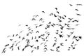 numerous flock of black birds flying isolated on the white background of the sky in the corner