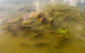 Numerous flock of fishes in transparent water of lake